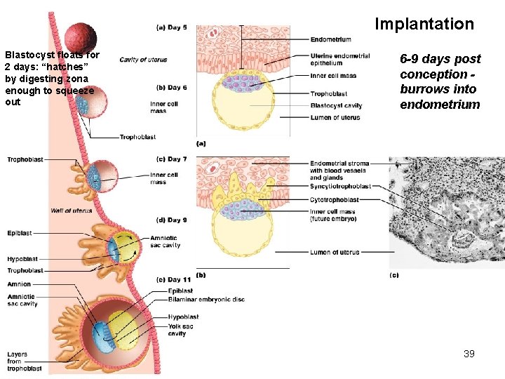 Implantation Blastocyst floats for 2 days: “hatches” by digesting zona enough to squeeze out