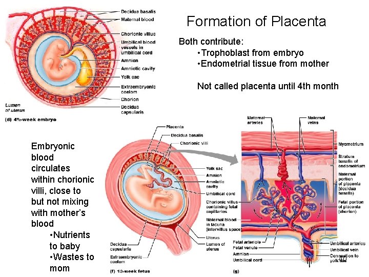 Formation of Placenta Both contribute: • Trophoblast from embryo • Endometrial tissue from mother