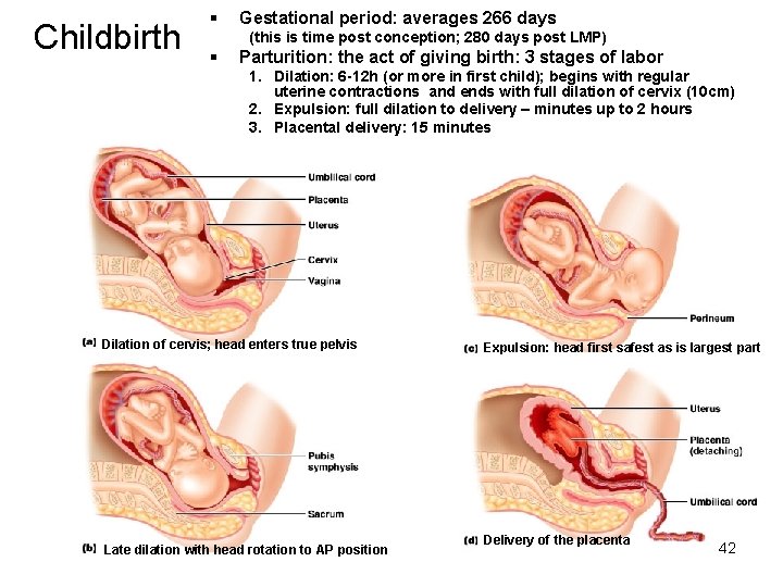 Childbirth § Gestational period: averages 266 days (this is time post conception; 280 days