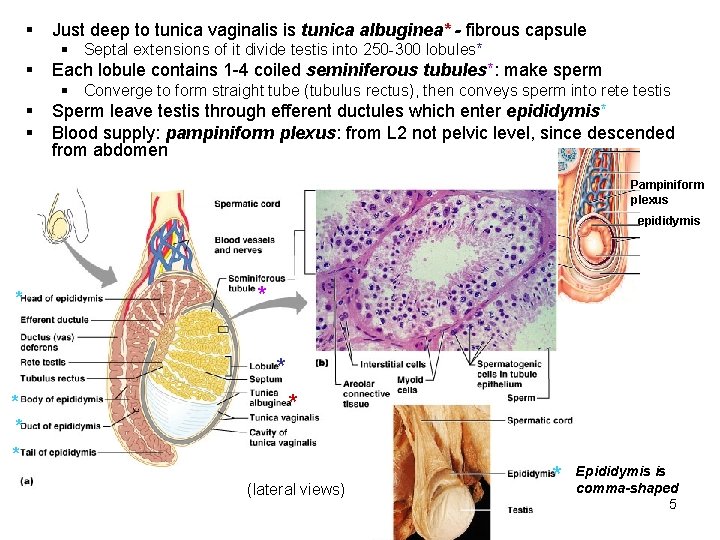 § Just deep to tunica vaginalis is tunica albuginea* - fibrous capsule § Septal