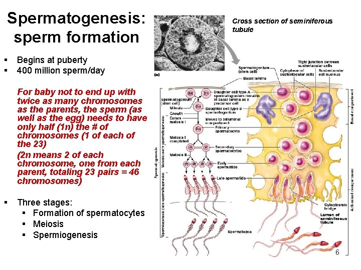 Spermatogenesis: sperm formation § § Cross section of seminiferous tubule Begins at puberty 400