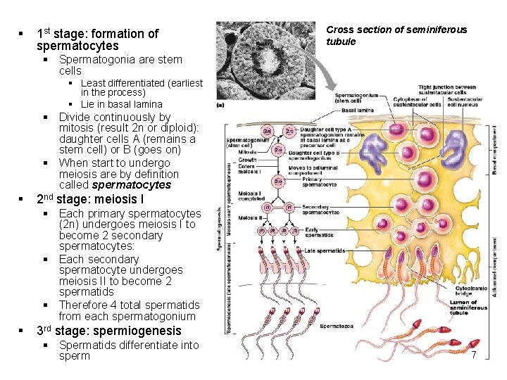 § 1 st stage: formation of spermatocytes Cross section of seminiferous tubule § Spermatogonia
