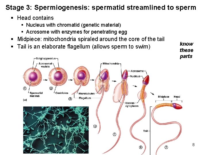 Stage 3: Spermiogenesis: spermatid streamlined to sperm § Head contains § Nucleus with chromatid