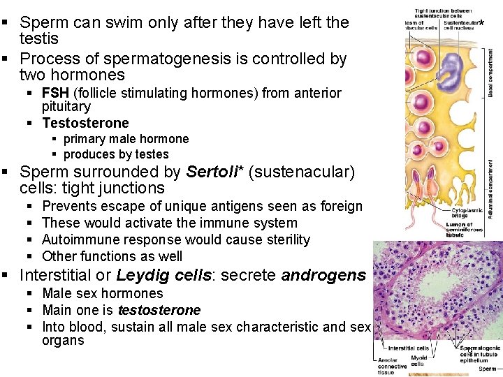 § Sperm can swim only after they have left the testis § Process of