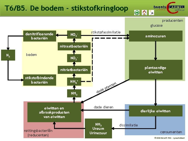 T 6/B 5. De bodem - stikstofkringloop producenten glucose denitrificerende bacteriën NO 3 -