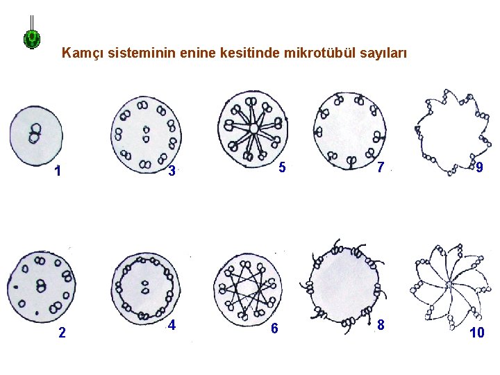 Kamçı sisteminin enine kesitinde mikrotübül sayıları 1 2 5 3 4 6 7 8