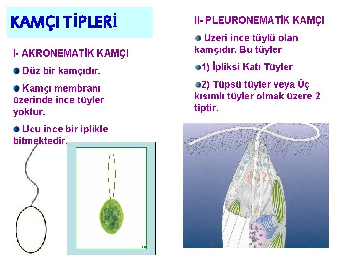 KAMÇI TİPLERİ I- AKRONEMATİK KAMÇI Düz bir kamçıdır. Kamçı membranı üzerinde ince tüyler yoktur.