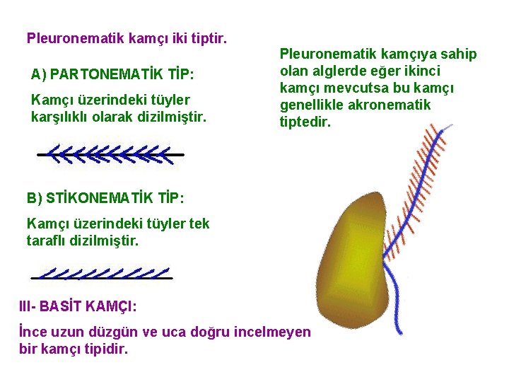 Pleuronematik kamçı iki tiptir. A) PARTONEMATİK TİP: Kamçı üzerindeki tüyler karşılıklı olarak dizilmiştir. Pleuronematik