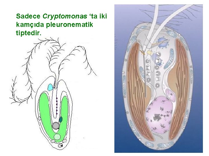 Sadece Cryptomonas ‘ta iki kamçıda pleuronematik tiptedir. 