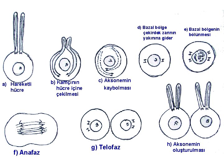 d) Bazal bölge çekirdek zarının yakınına gider a) Hareketli hücre f) Anafaz b) Kamçının