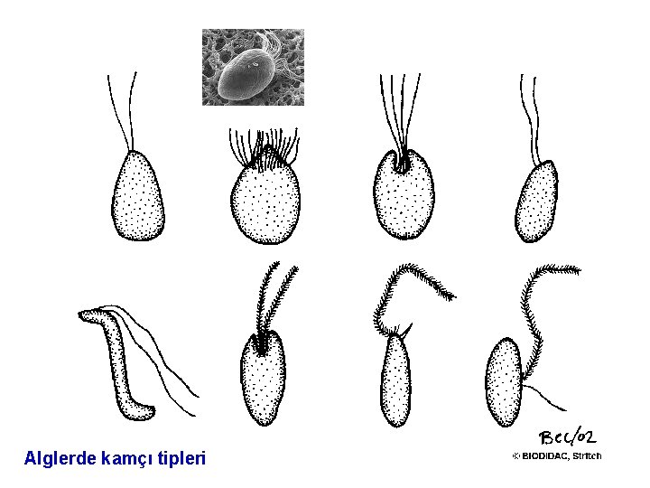 Alglerde kamçı tipleri 