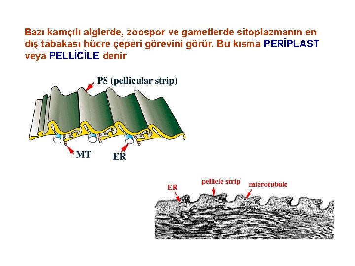 Bazı kamçılı alglerde, zoospor ve gametlerde sitoplazmanın en dış tabakası hücre çeperi görevini görür.