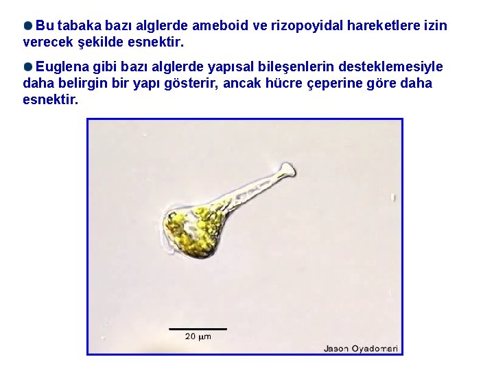 Bu tabaka bazı alglerde ameboid ve rizopoyidal hareketlere izin verecek şekilde esnektir. Euglena gibi