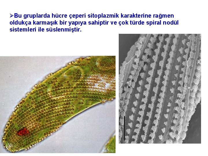 ØBu gruplarda hücre çeperi sitoplazmik karakterine rağmen oldukça karmaşık bir yapıya sahiptir ve çok