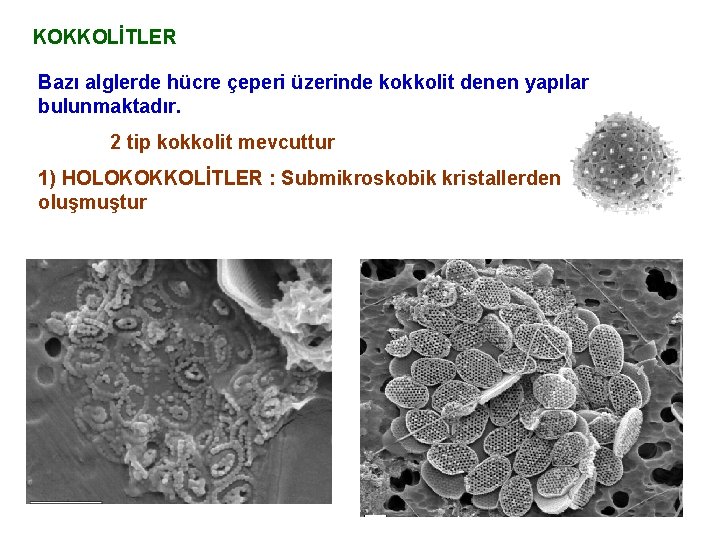 KOKKOLİTLER Bazı alglerde hücre çeperi üzerinde kokkolit denen yapılar bulunmaktadır. 2 tip kokkolit mevcuttur