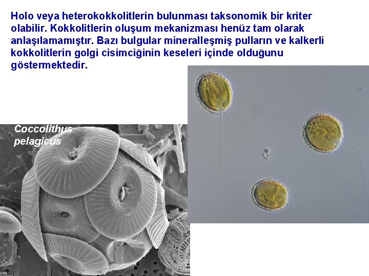 Holo veya heterokokkolitlerin bulunması taksonomik bir kriter olabilir. Kokkolitlerin oluşum mekanizması henüz tam olarak