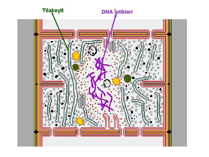 Tilakoyit DNA İplikleri 