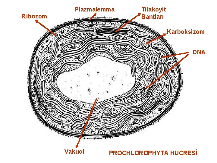 Plazmalemma Ribozom Tilakoyit Bantları Karboksizom DNA Vakuol PROCHLOROPHYTA HÜCRESİ 