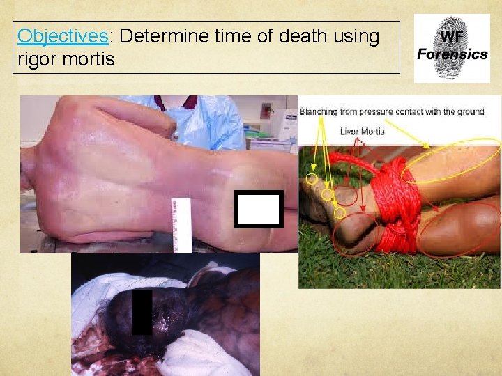 Objectives: Determine time of death using rigor mortis 
