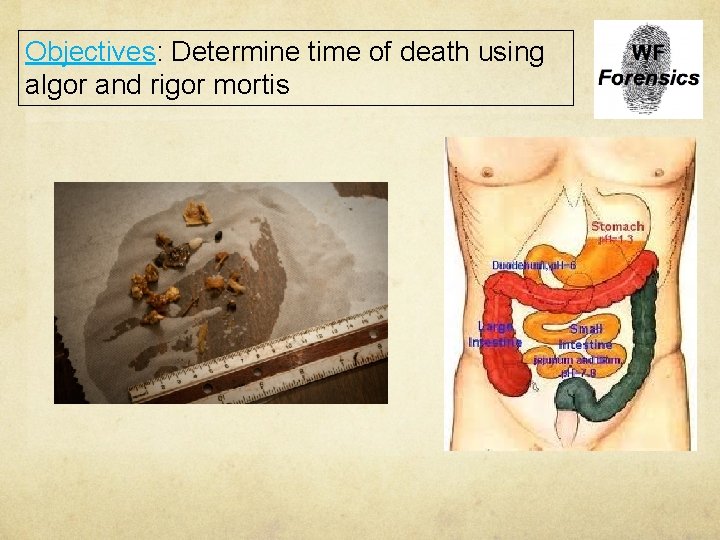 Objectives: Determine time of death using algor and rigor mortis 