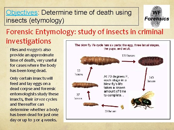 Objectives: Determine time of death using insects (etymology) Forensic Entymology: study of insects in
