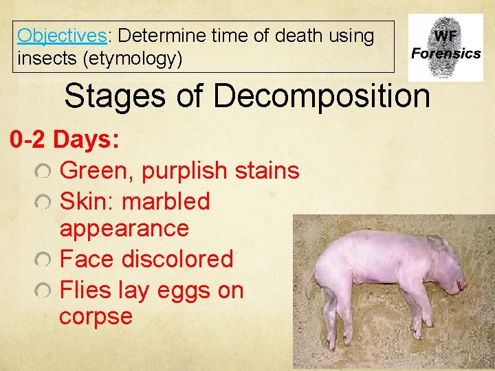 Objectives: Determine time of death using insects (etymology) Stages of Decomposition 0 -2 Days: