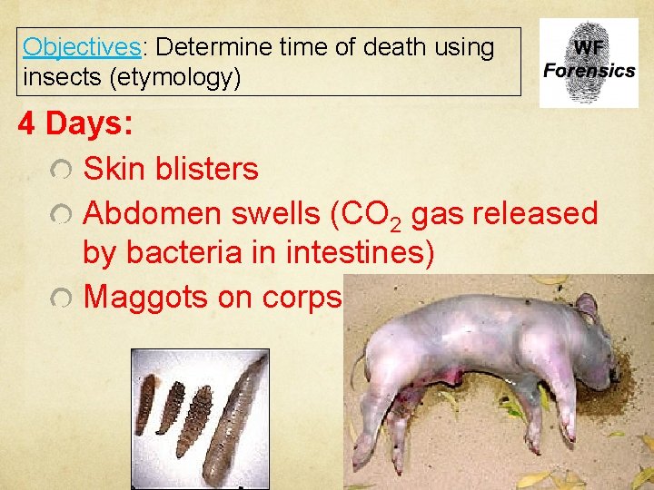 Objectives: Determine time of death using insects (etymology) 4 Days: Skin blisters Abdomen swells