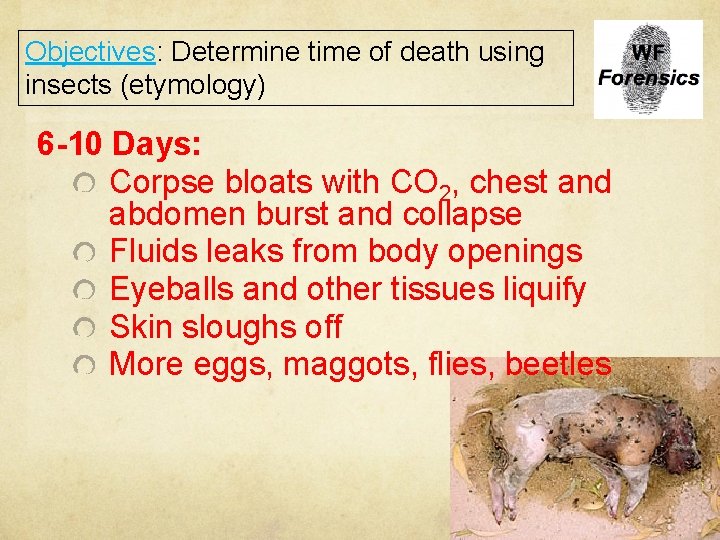 Objectives: Determine time of death using insects (etymology) 6 -10 Days: Corpse bloats with