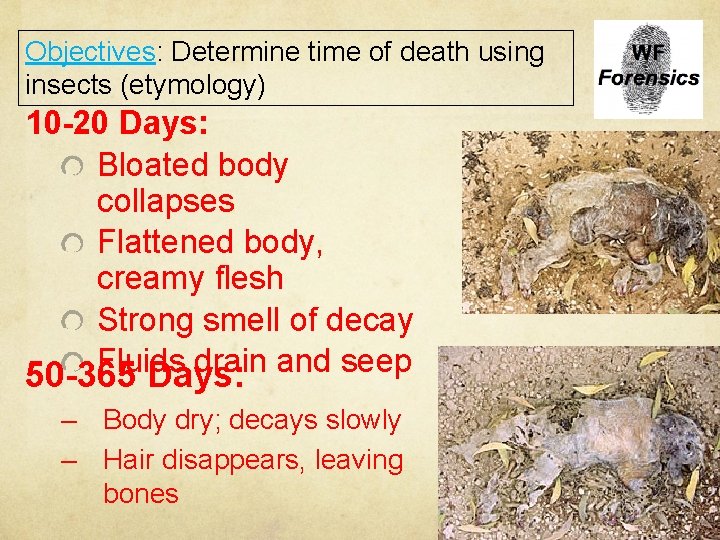 Objectives: Determine time of death using insects (etymology) 10 -20 Days: Bloated body collapses
