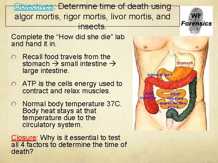 Objectives: Determine time of death using algor mortis, rigor mortis, livor mortis, and insects.