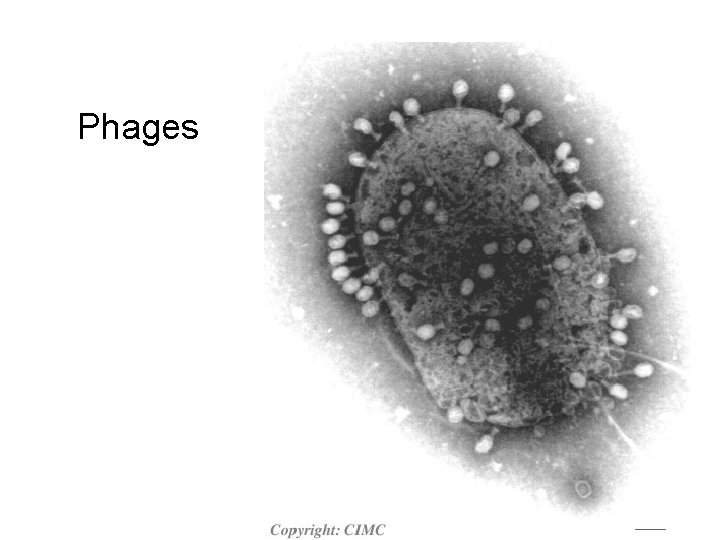 Phages 