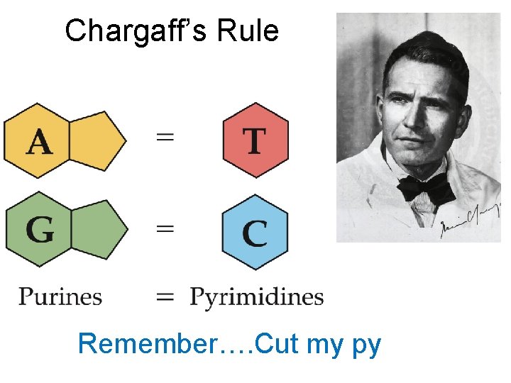 Chargaff’s Rule Remember…. Cut my py 