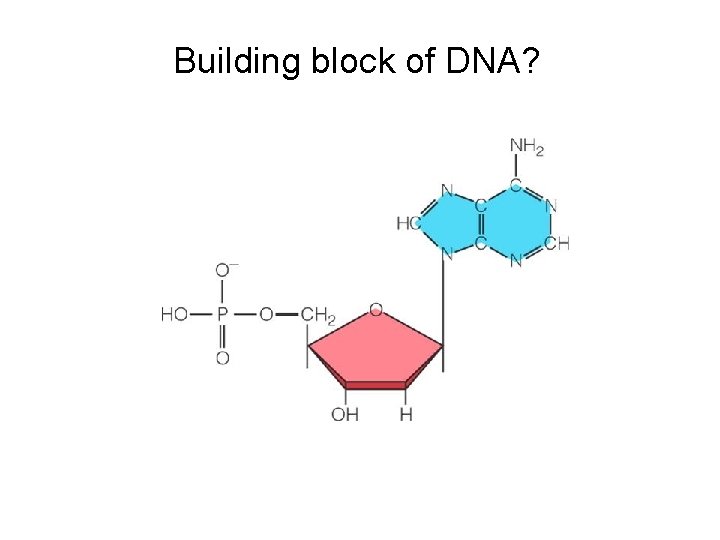 Building block of DNA? 