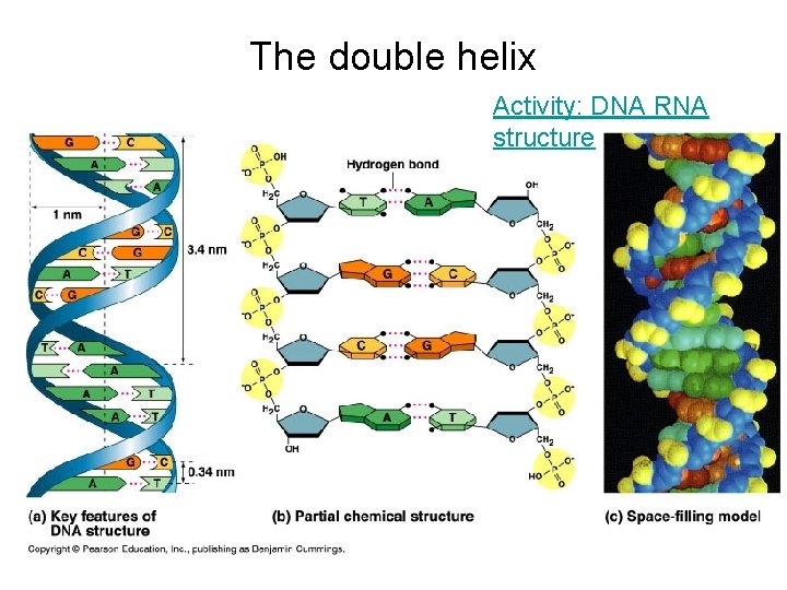 The double helix Activity: DNA RNA structure 