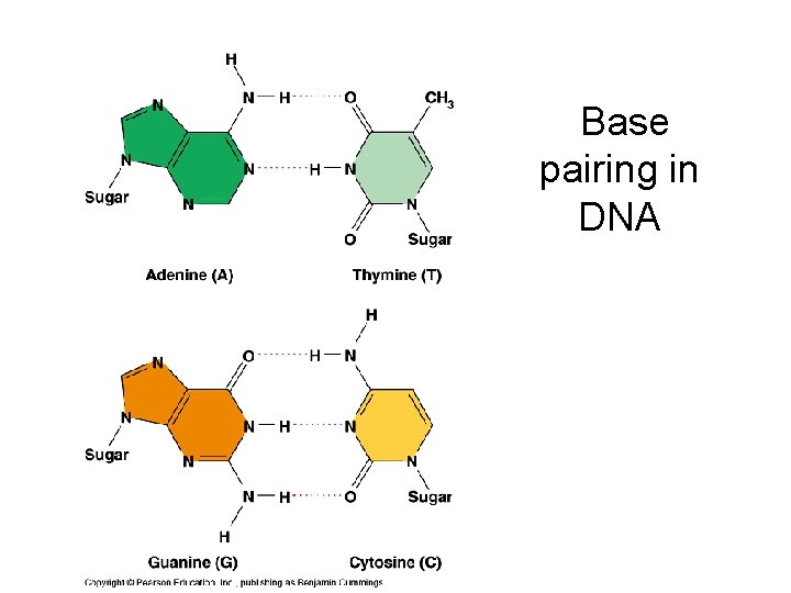 Base pairing in DNA 