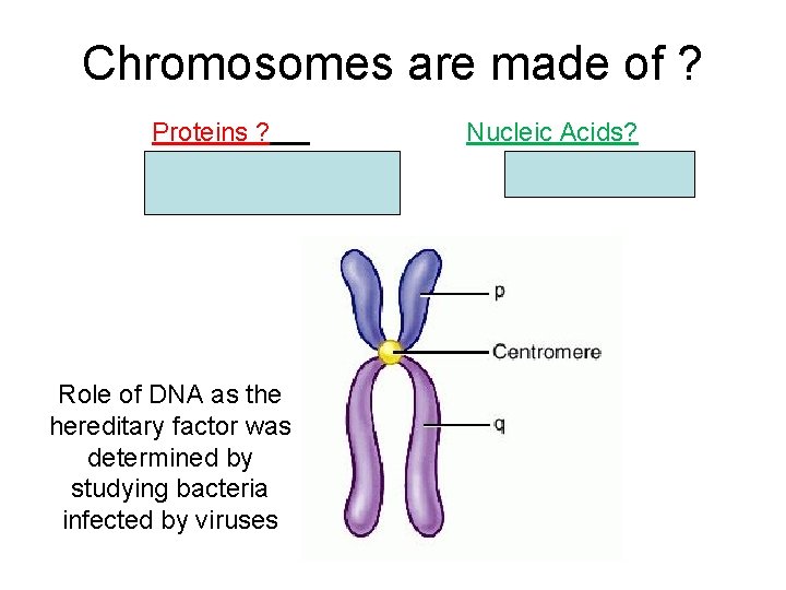 Chromosomes are made of ? Proteins ? specificity of function Lots of heterogenity Role
