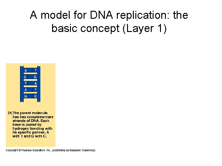 A model for DNA replication: the basic concept (Layer 1) 