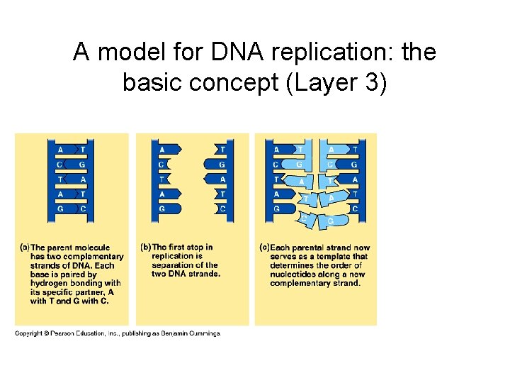 A model for DNA replication: the basic concept (Layer 3) 
