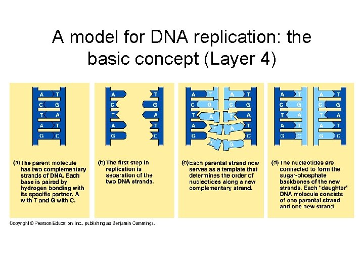 A model for DNA replication: the basic concept (Layer 4) 