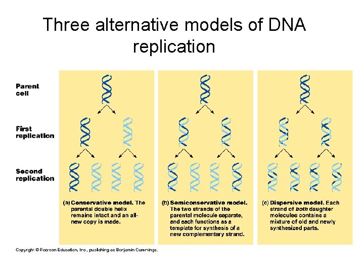 Three alternative models of DNA replication 