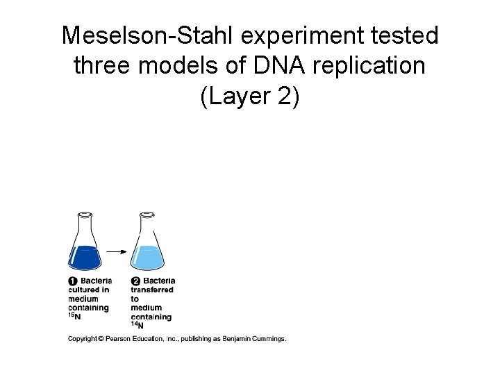 Meselson-Stahl experiment tested three models of DNA replication (Layer 2) 