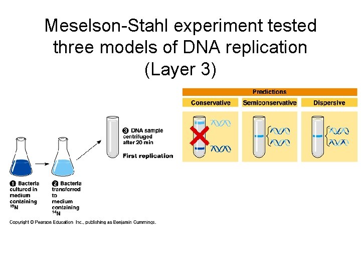 Meselson-Stahl experiment tested three models of DNA replication (Layer 3) 
