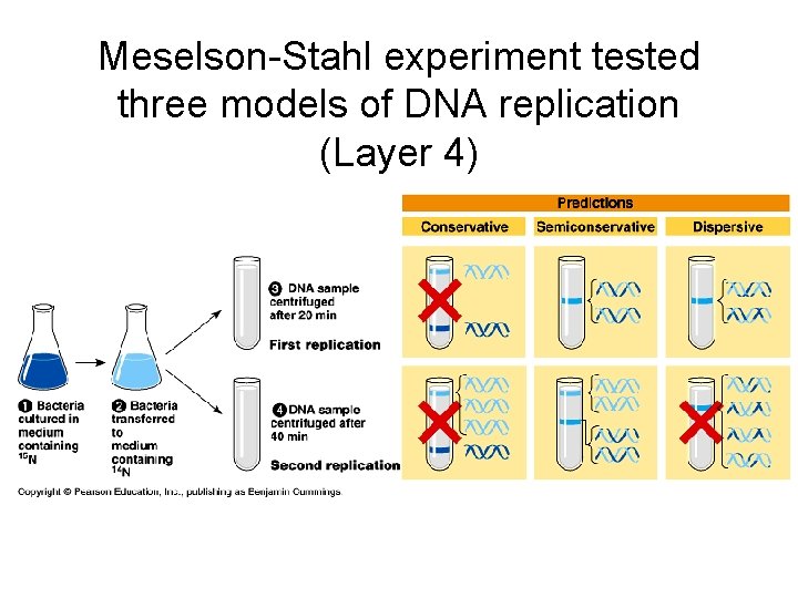 Meselson-Stahl experiment tested three models of DNA replication (Layer 4) 