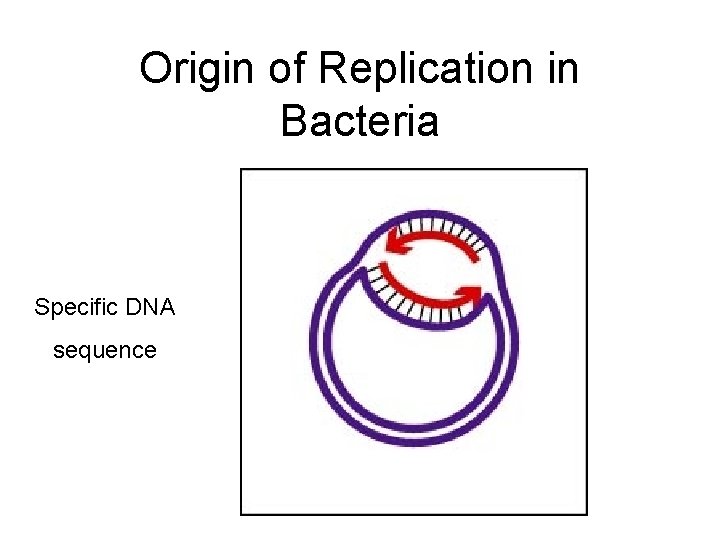 Origin of Replication in Bacteria Specific DNA sequence 