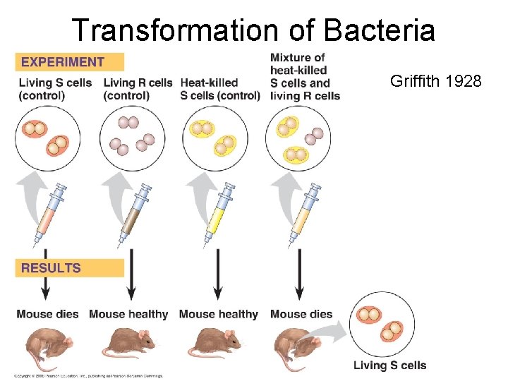 Transformation of Bacteria Griffith 1928 