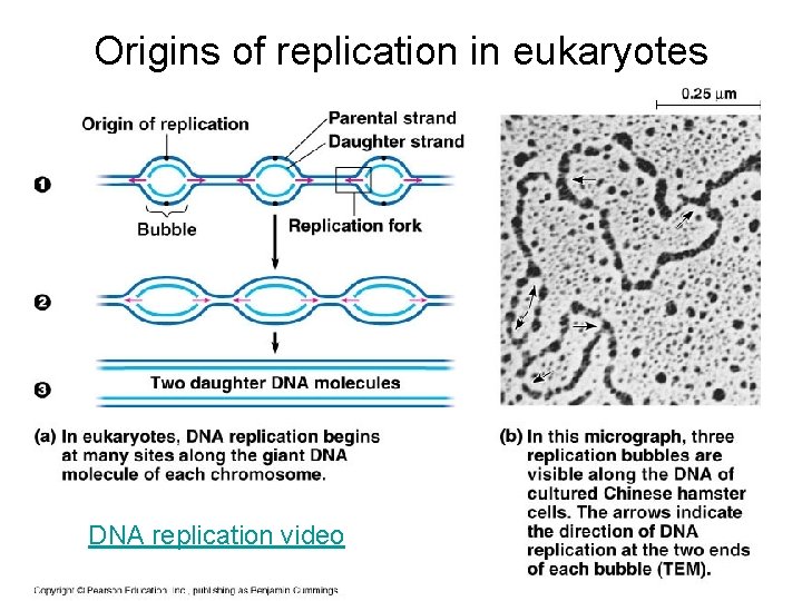 Origins of replication in eukaryotes DNA replication video 