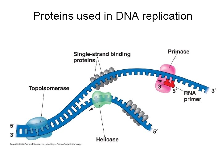 Proteins used in DNA replication 