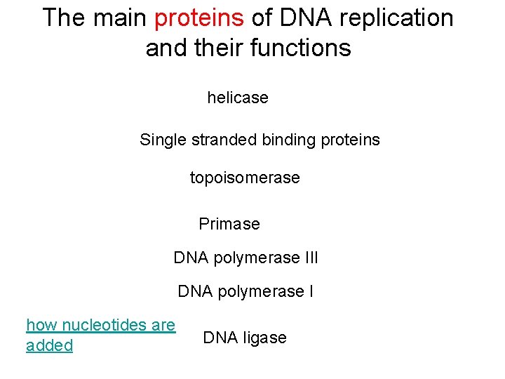 The main proteins of DNA replication and their functions helicase Single stranded binding proteins