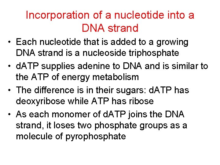Incorporation of a nucleotide into a DNA strand • Each nucleotide that is added
