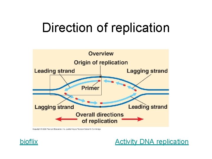 Direction of replication bioflix Activity DNA replication 